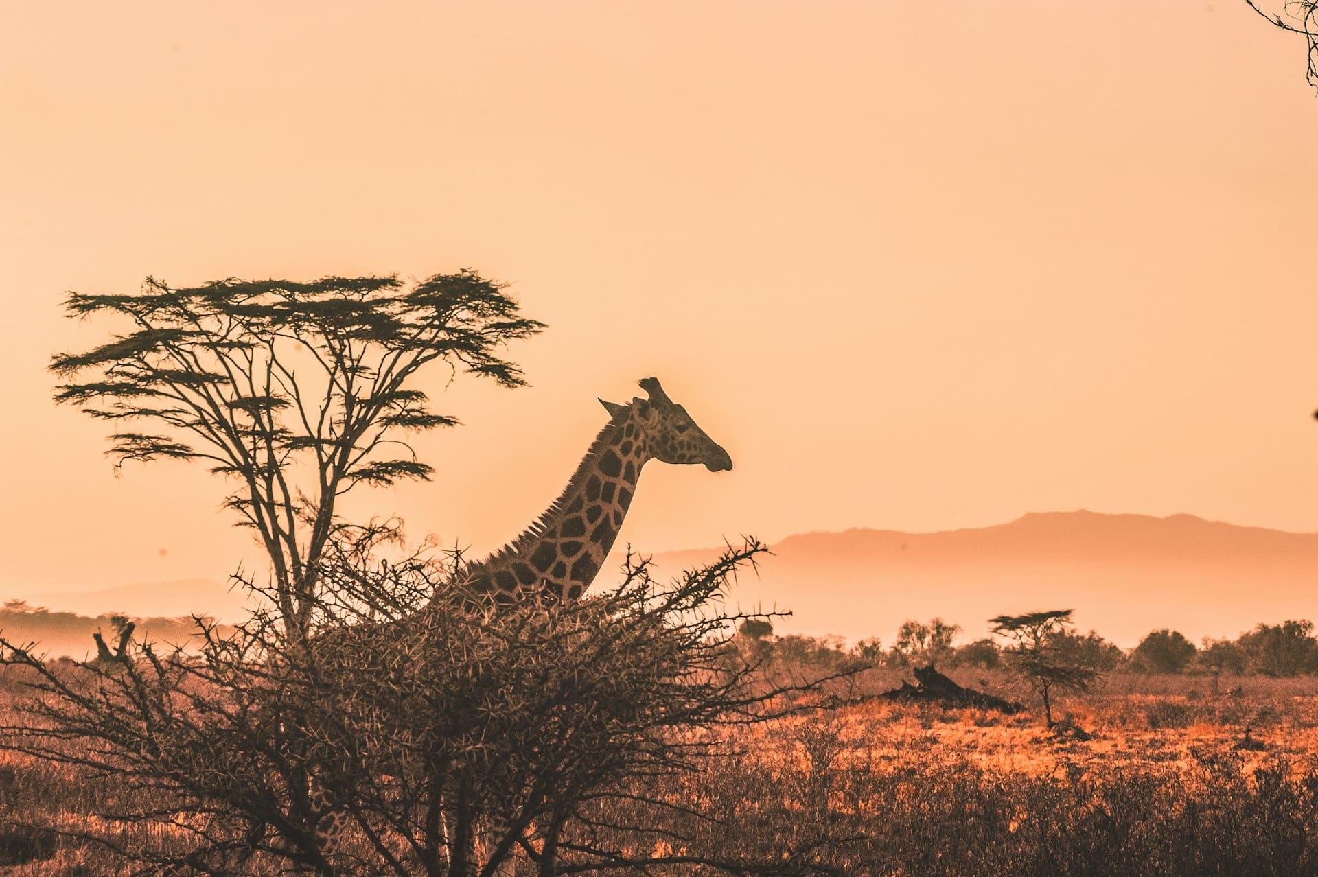 Beautiful African Safari Landscape